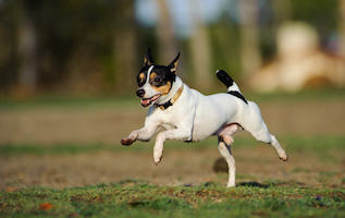 Toy Fox Terrier
